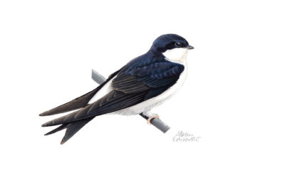 Les hirondelles, les sociétaires et l’étudiante